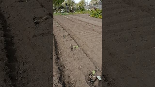 Майские работы в огороде