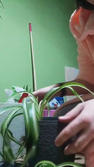 Пересадка Хлорофитума #plants #houseplants #хлорофитум #комнат?