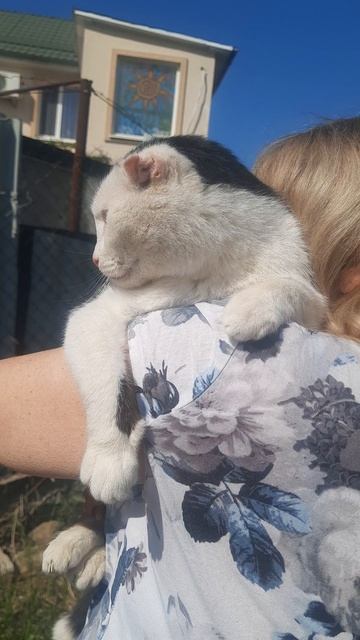 котик Коля в добрые руки