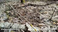 ❗Скоретечный сезон сморчков 🍄 22.04.2025 г. Курская область❗