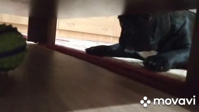 Французский бульдог Бакс, приколы с собакой, смешные видео