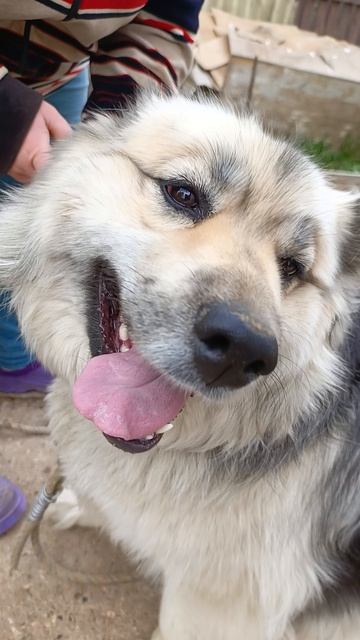 Счастливая собака.