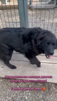 замечательная собака попала в отлов