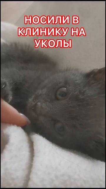#приветЯдома от самой маленькой дымчатой девочки