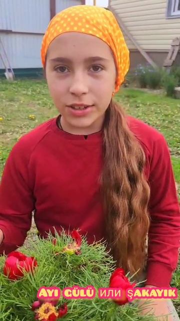 Воронец , ayı gülü