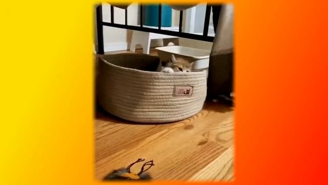 Забавные и смешные. Кошки. Позитив. Создай себе хорошее настроение