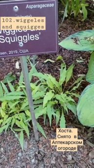 102. хоста. wiggeles and squiggeles. подойдет для альпийской горки.