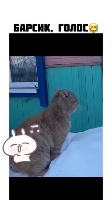 Сторожевой Барсик.mp4