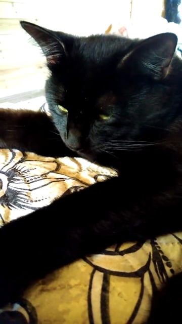 ВАСИЛЁК В 2020 ГОДУ.🐈🌼