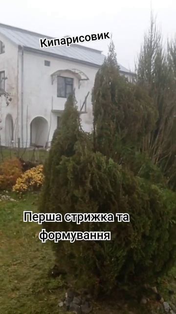 Кипарисовик , формування та стрижка.