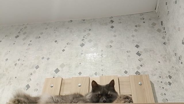 Алиса сидит именно там