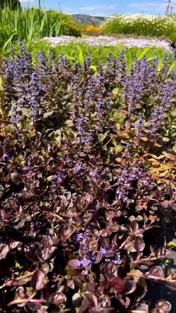 #питомникрастений #ландшафтныйдизайн #garden #flower #plant #мн?