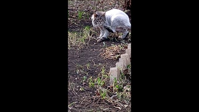 Кот. Кос