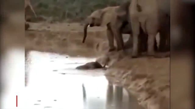 Самые ТРОГАТЕЛЬНЫЕ спасения животных снятые на камеру. После этого видео хочется ВЕРИТЬ, что добро с