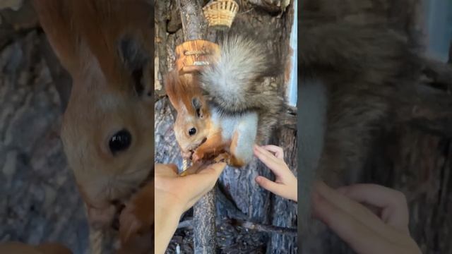 Как Чипуля гостил у Фрунзика 🐿️ #белка #приколы #funny #animals #live