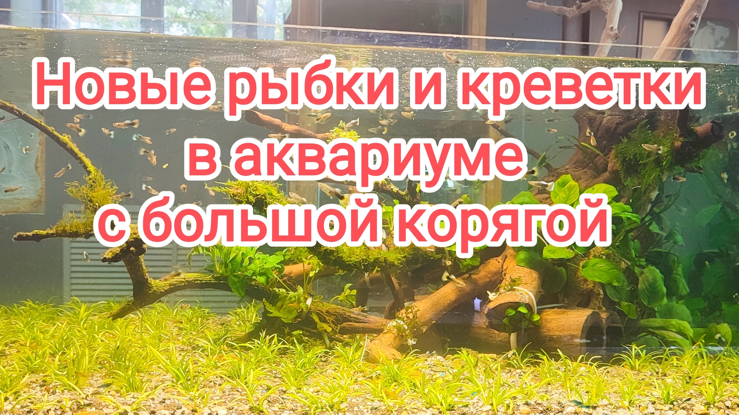 Запустил кучу рыбок и креветок в большой аквариум с корягой.