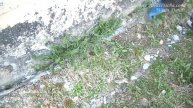 Первые подкормки самые важные. Чем подкормить весной томаты, огурцы, лук, чеснок и перец