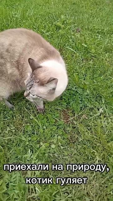котик гуляет