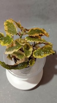 Бегония (Begonia) 'Dainty Spray sport'