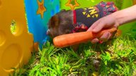 Лайк Настя и ее приключения на ферме