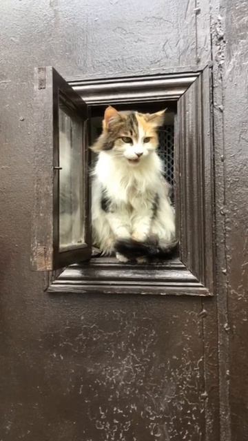 Кошачий консьерж