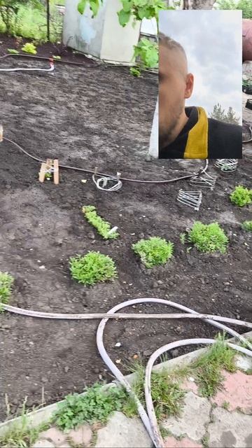 Подкормка маточных растений весной🌿