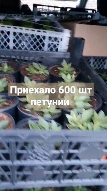 вегетативная петуния вся в наличии. отправка Почтой Р?