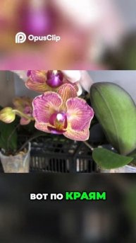 Впечатляющие Цветы: Размеры и Оттенки, которые Удивля?