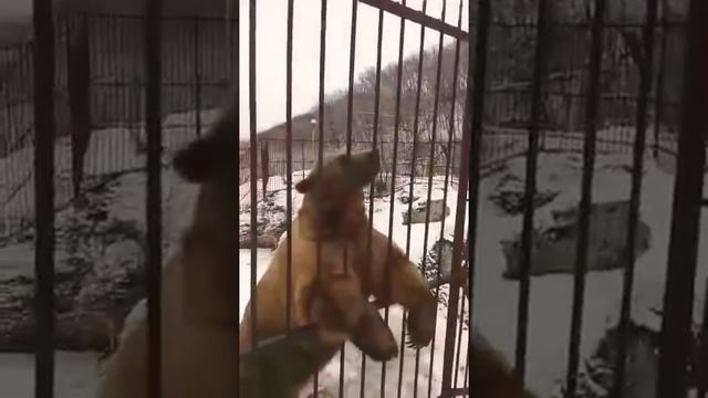 Крутой мишка 🐻