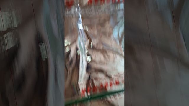 1000023270.mp4 (Собака наблюдает за утеплением дома А-фрейм)