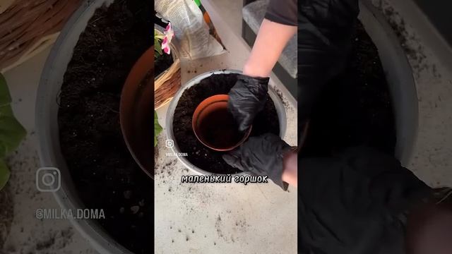 САМЫЙ ЛЁГКИЙ И БЫСТРЫЙ способ пересадить Петунью🔥🌸