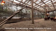 Куры несушки свободного выгула и их обычная куриная рутина – эпизод (256)
