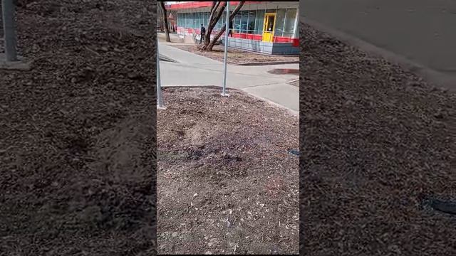 2025-03-21  Ворона прячет кусочек лакомства