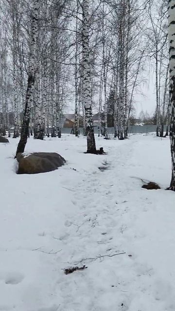 Белая берёза. #настроение #природа