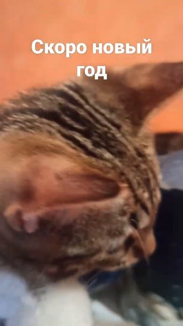 скоро новый год;😺