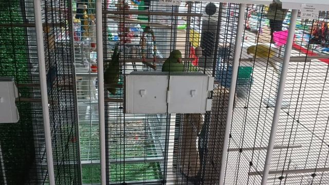 Попугайчики