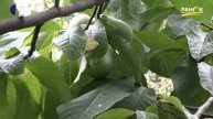 Корисні властивості продуктів | Азимина