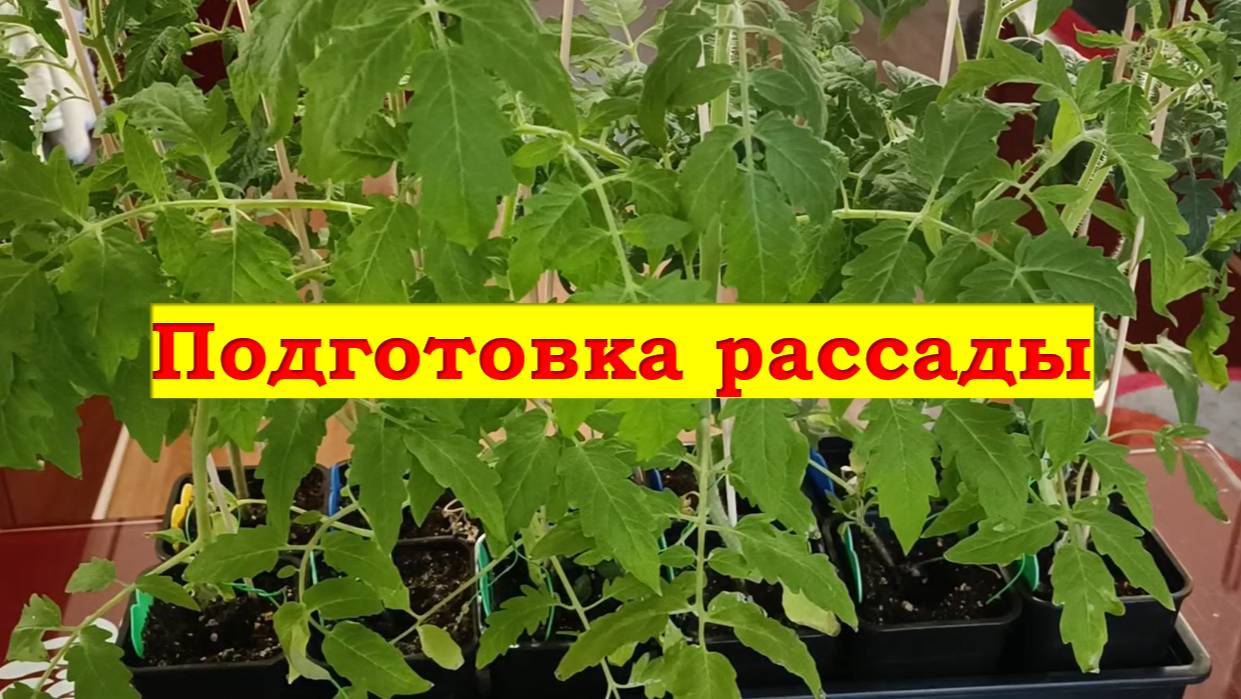 Подготовка рассады к высадке