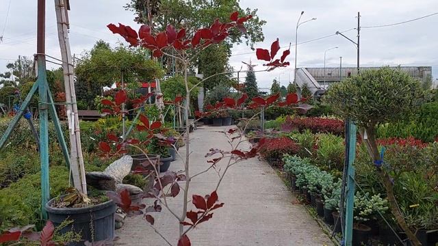 Бук FAGUS SYLVATICA ATROPUNICEA, CLT 25