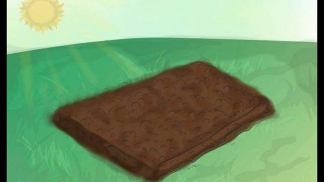 Посадка і вирощування гладіолусів-інструкція в карти?
