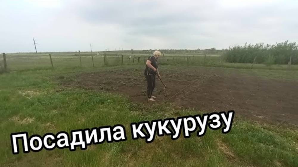 НАТАЛЬЯ ГУБАРЕВА. ПОСАДИЛА КУКУРУЗУ