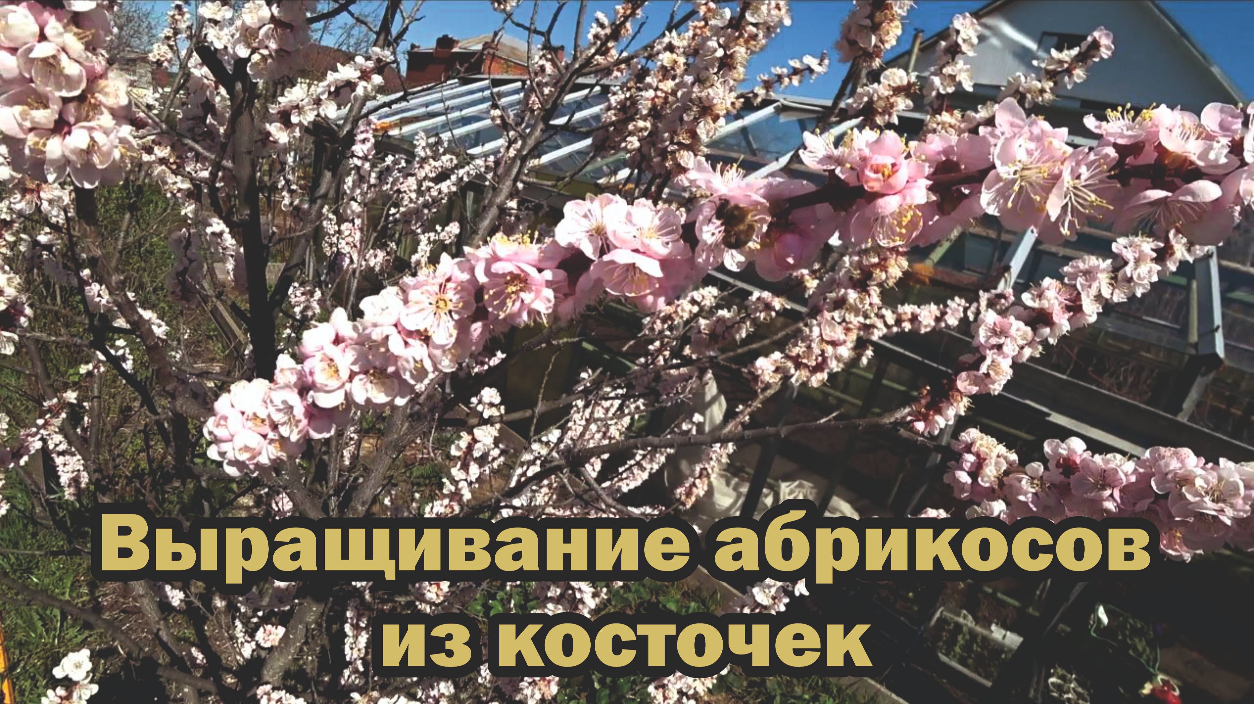 Стоит ли выращивать абрикосы из косточек?
