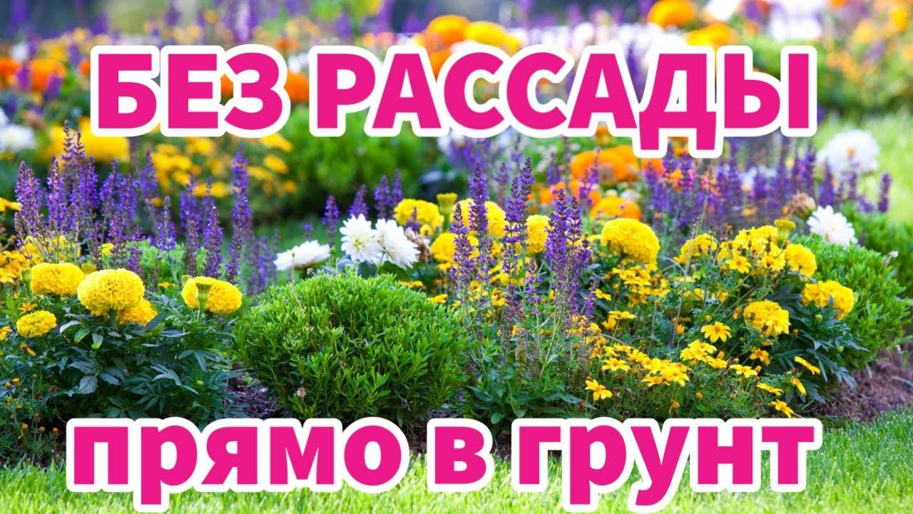 ЭТИ ЦВЕТЫ МОЖНО СЕЯТЬ СРАЗУ В ГРУНТ: 15 ОДНОЛЕТНИКОВ, ЦВЕТУЩИХ ВСЁ ЛЕТО