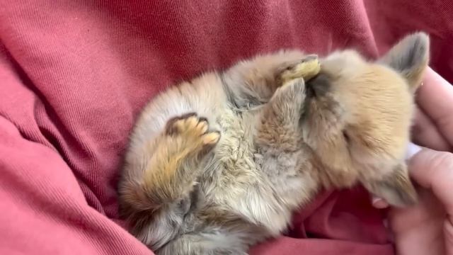 САМЫЕ_МИЛЫЕ_ДЕТЕНЫШИ_ЖИВОТНЫХ,_КОТОРЫХ_ВЫ_ЗАХОТИТЕ_СЕБЕ_ДОМОЙ