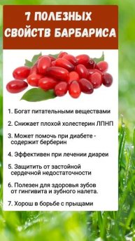 Барбарис.. полезно знать