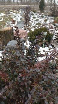 Барбарис Тунберга Атропурпуреа #кустик #барбарис #сад