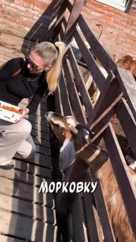МИНИ ФЕРМА ПУШИСТИКИ в ХАБАРОВСКЕ #животные #семья #ха?