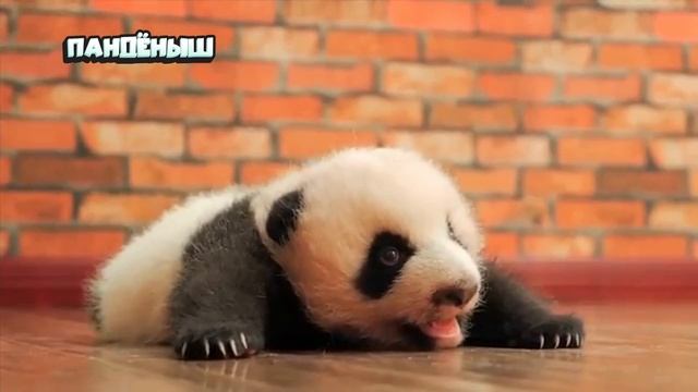Наверное, самое милое на сегодня 🐼😍 (смотреть со звуком)