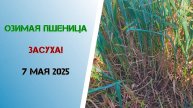 Озимая пшеница | Засуха 2025