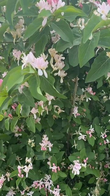 ВОЛЧЕЯГОДНИК ОБЫКНОВЕННЫЙ.(ВОЛЧЕ ЛЫКО)🌸🌸🌸🌿